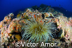 Flower power by Victor Amor 